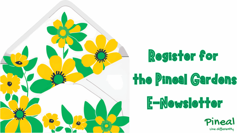 yellow flowers with green leaves coming out of an envelope